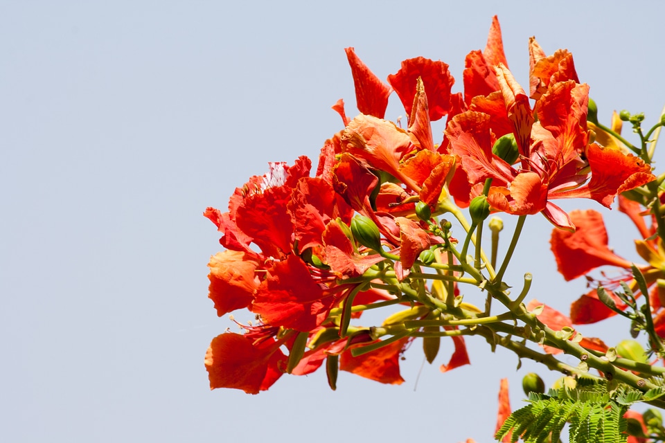 Orange Flower Leaves Tree