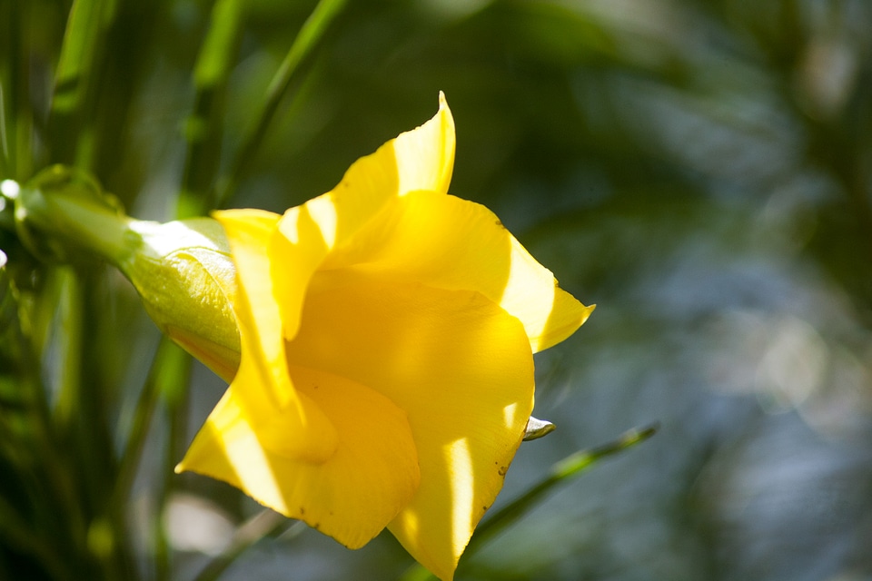 Yellow Flower photo