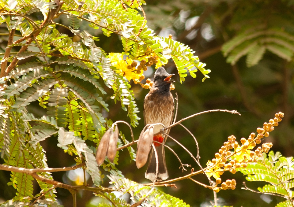 Bulbul Bird photo