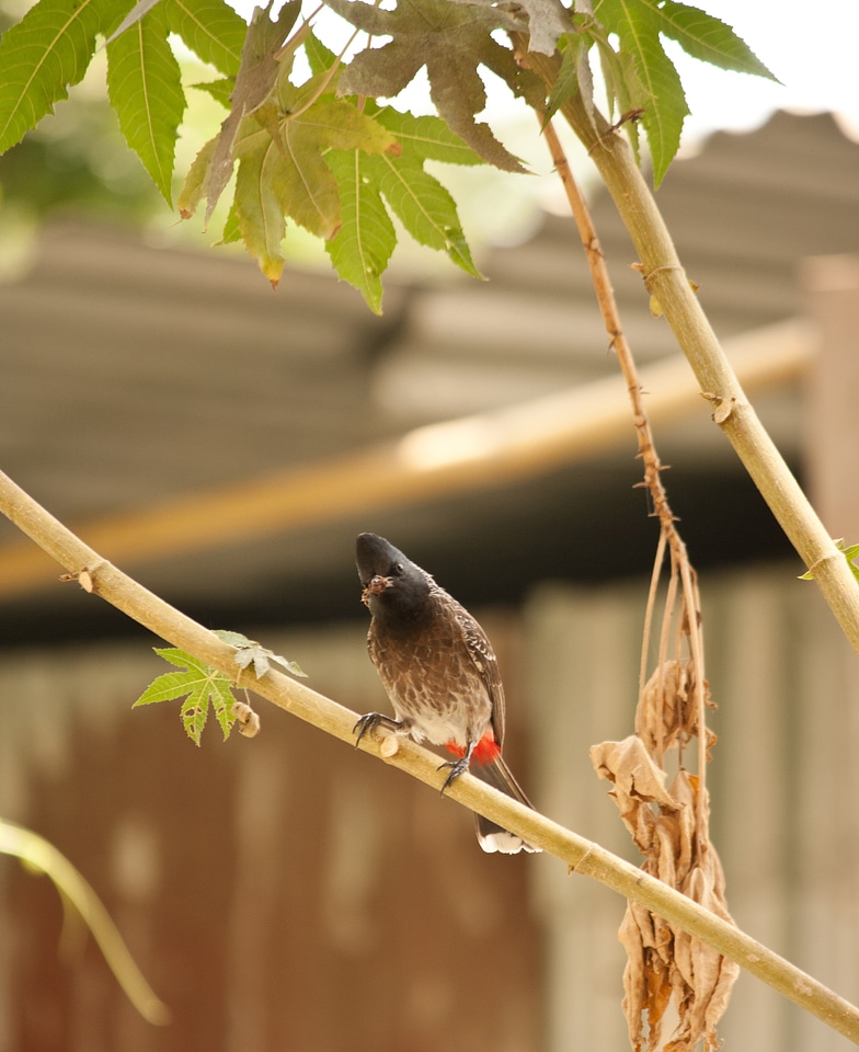 Bulbul Sitting Branch