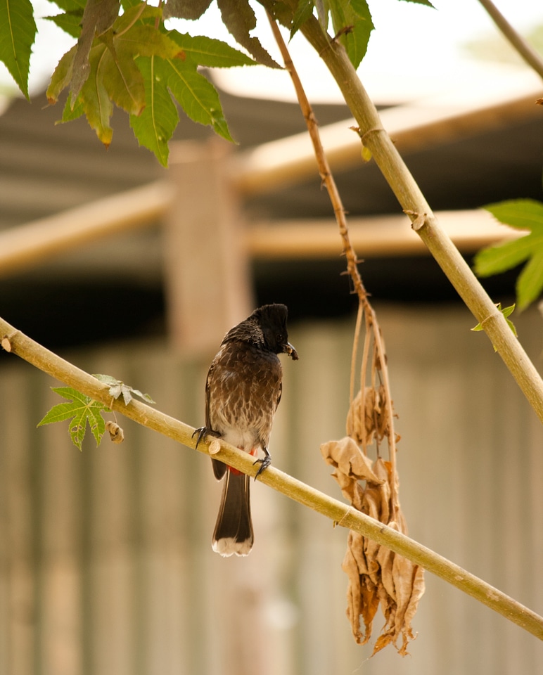 Bulbul Sitting Branch