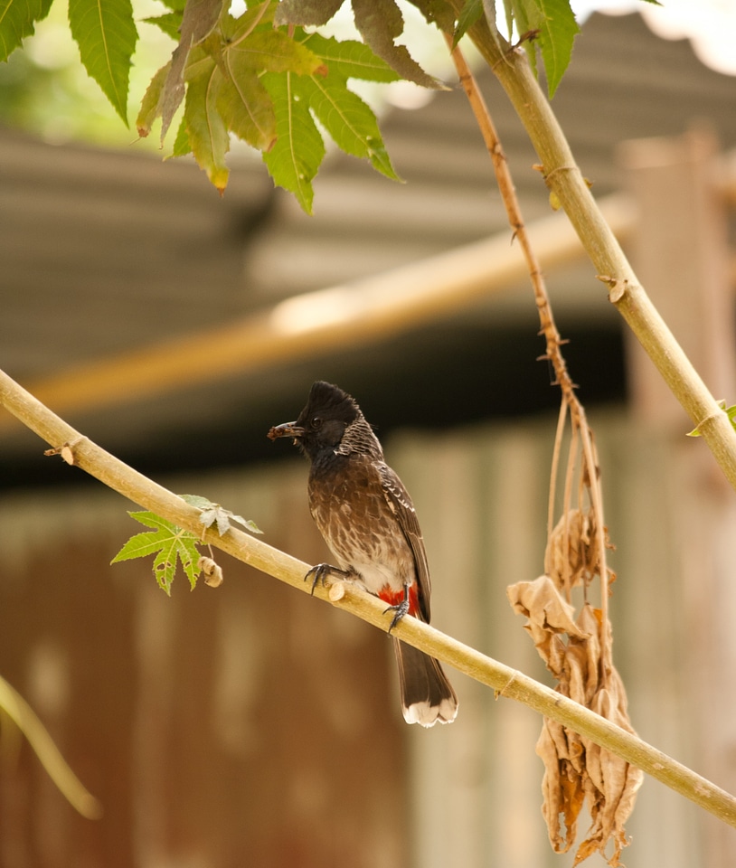 Bulbul photo