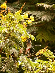 Bulbul Branch Bird