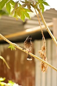 Small Bird Branch Bulbul photo