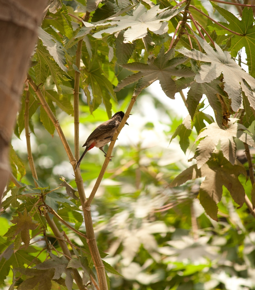 Small Bird Branch Bulbuls