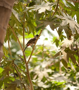 Small Bird Branch Bulbuls photo
