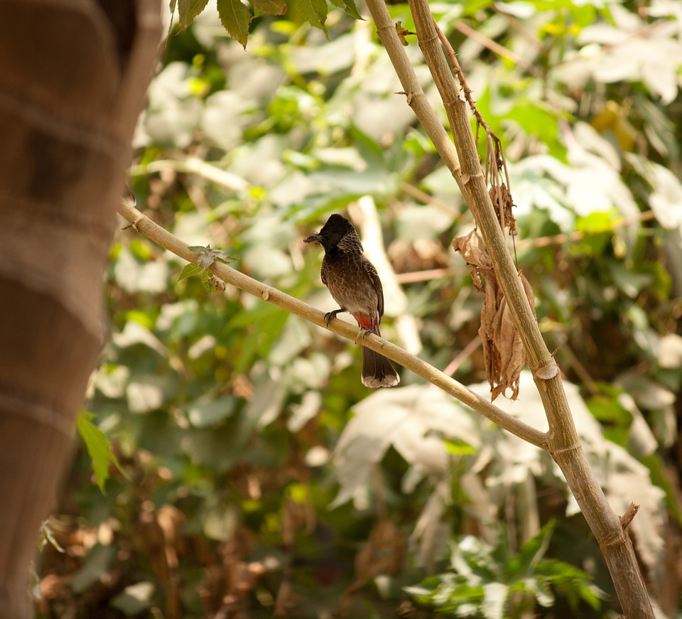 Small Bird Branch Bulbul