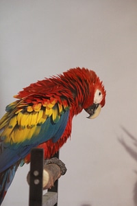 Beautiful Colorful Parrot photo