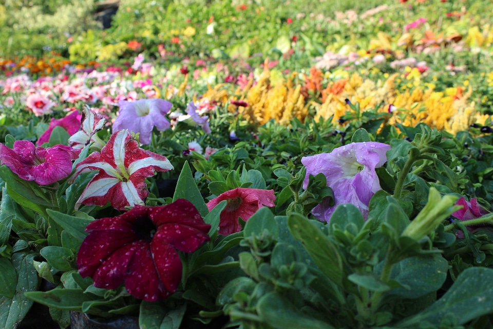 Beautiful Flower Garden