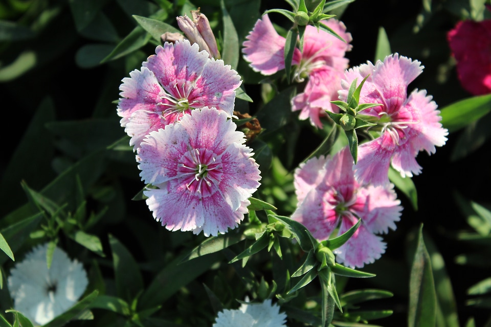 Beautiful Pink White Flowers