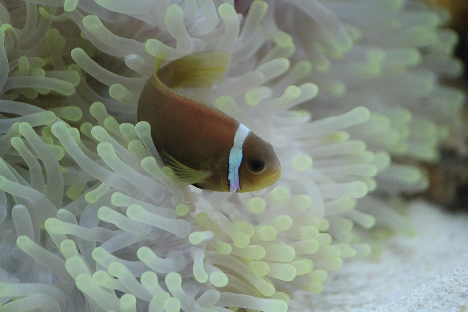 Clown Fish In Aquarium
