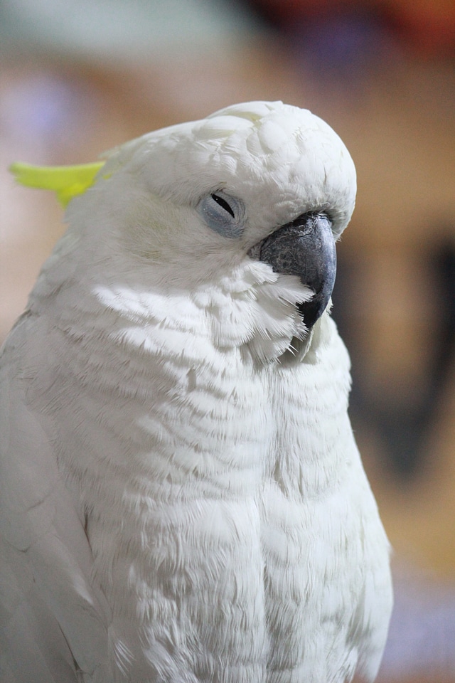 Cockatoo Bird White photo