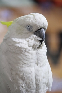 Cockatoo Bird Closeup photo