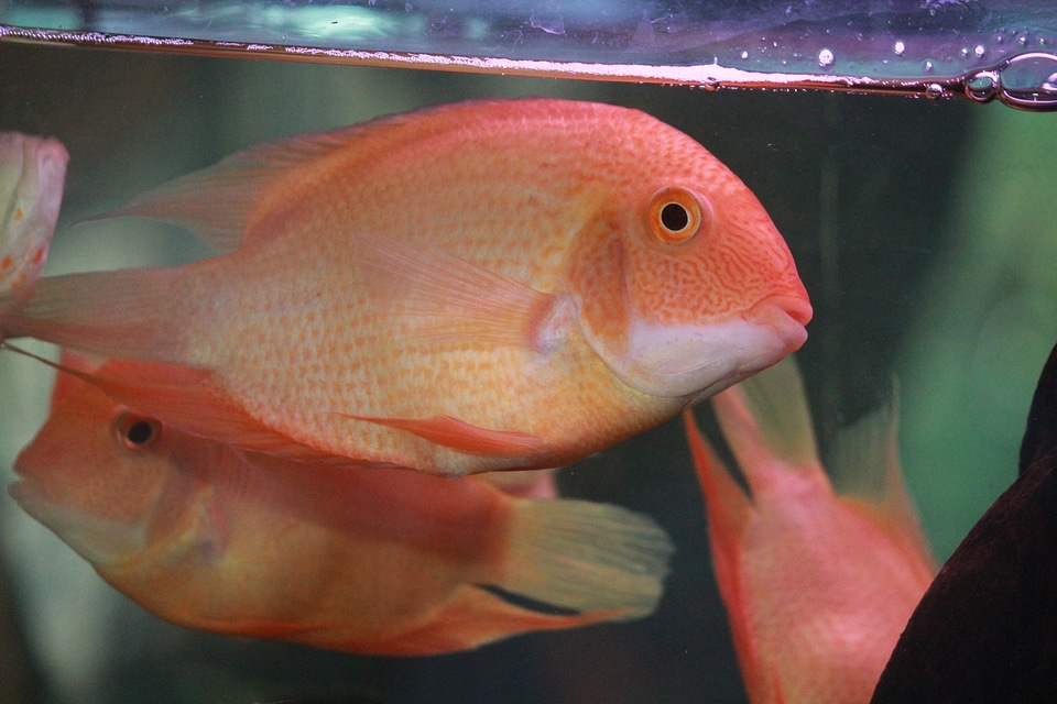Golden Oscars Couple Fish