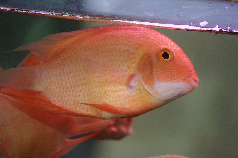 Golden Oscar Fish Tank