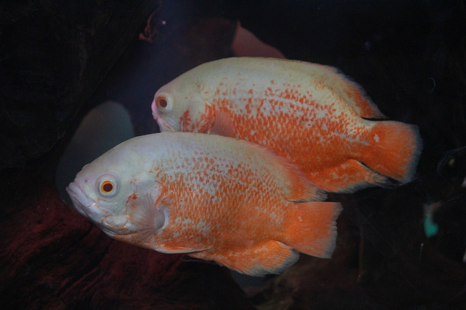Couple Of Golden Oscars Fish