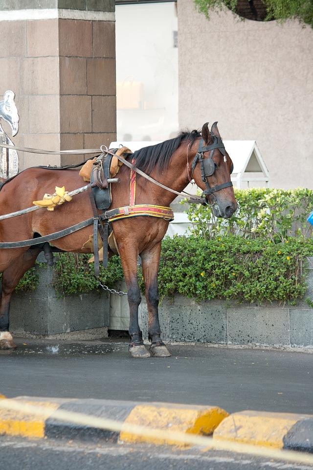 Horse