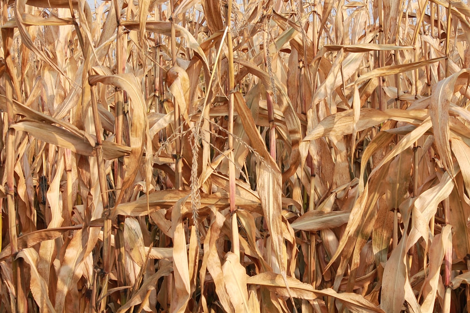 Background crop agriculture