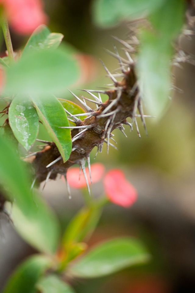Thorny Plant