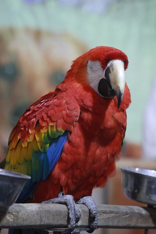 Scarlet Macaw Bird Colorful photo
