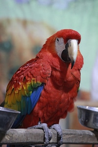 Scarlet Macaw Bird