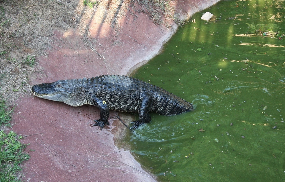 Wildlife alligator wild