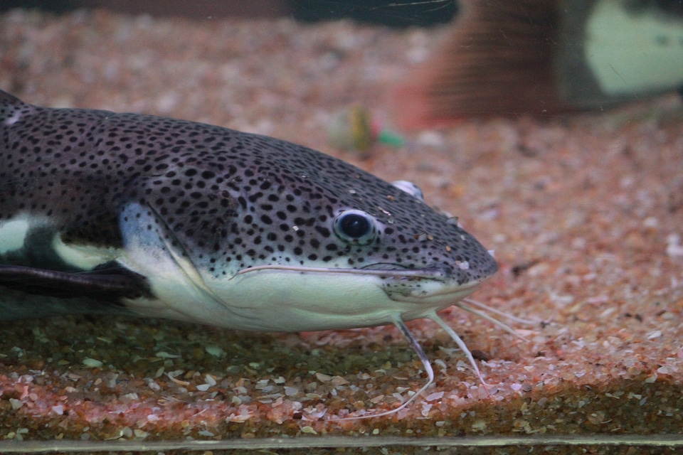 Shovel Nose Catfish photo