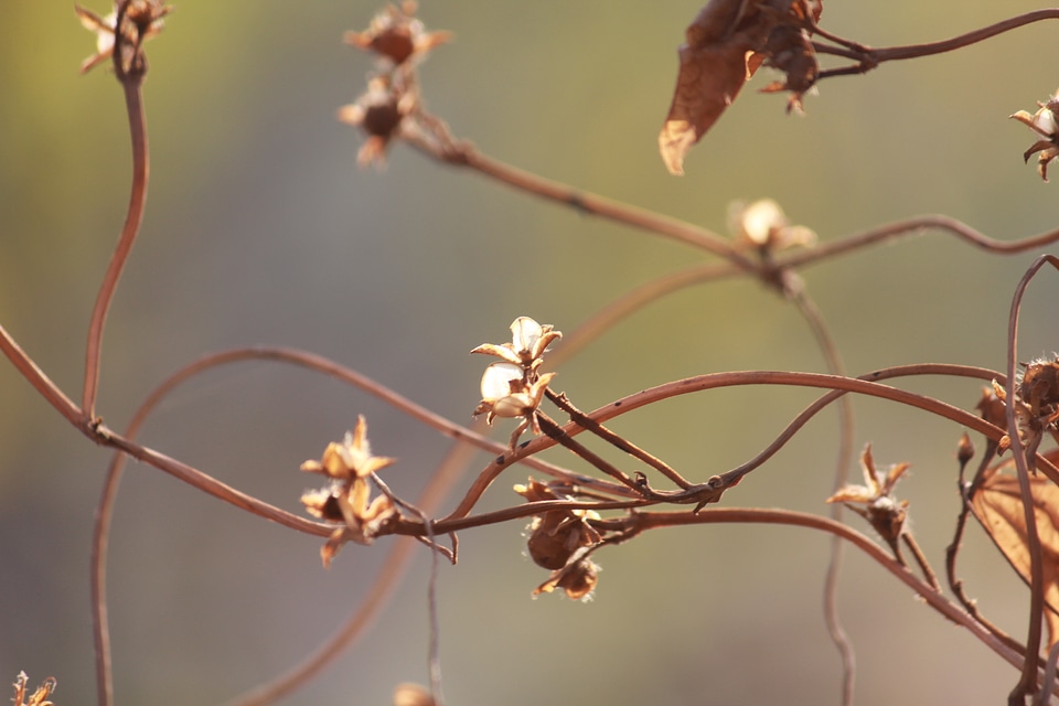 Shrubs Bush Closeup