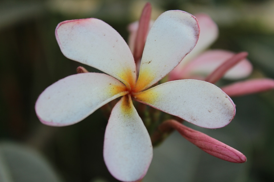 White Flower With 5 Petals