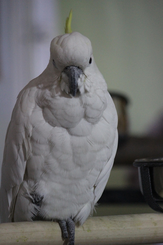 Bird Cockatoo White Sitting