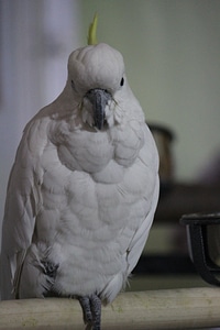 Bird Cockatoo White Sitting photo