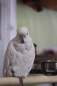 Bird Cockatoo photo