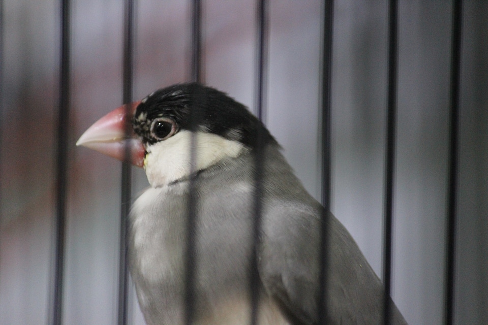 Bird In Cage Bird Show