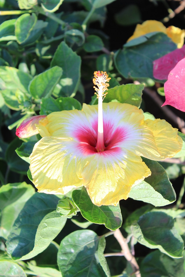 Yellow Pink Hibiscus