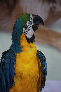 Blue And Yellow Parrot Macaw photo