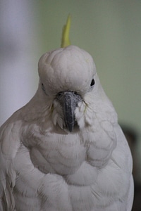 Cockatoo Bird White photo
