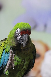 Green Parrot Bird Show photo
