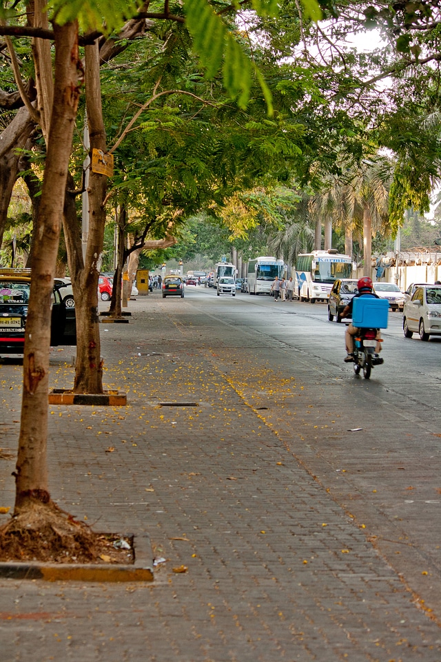 Tree Lined Street