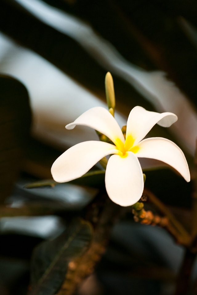 White Flower