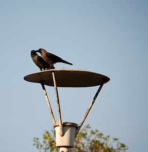 Two Crows