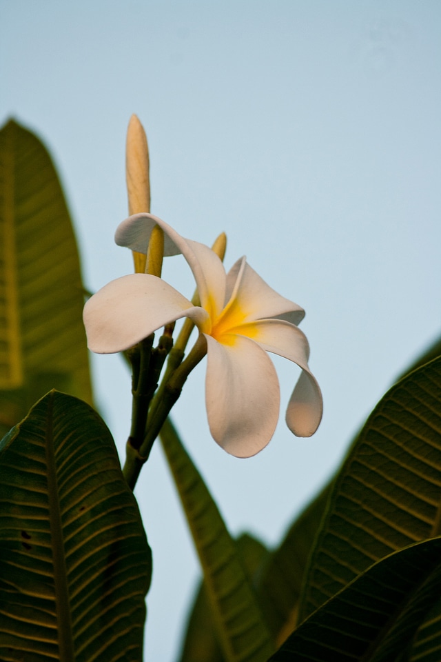 White Flower
