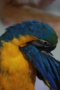 Macaw Blue And Yellow Bird photo