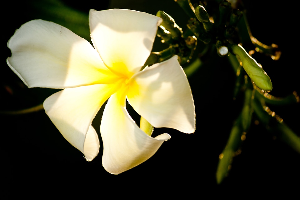 White Flowers Beautiful