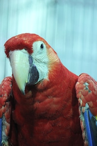 Macaw Parrot Portrait photo