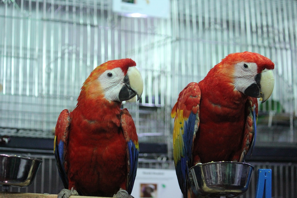 Macaws Sitting Bird Show
