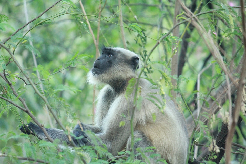 Monkey Looking Upwards Tree