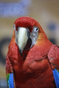 Scarlet Macaw Bird Show photo