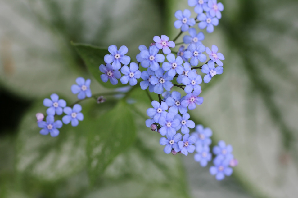 Blossom bloom forget