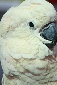 White Bird Closeup photo