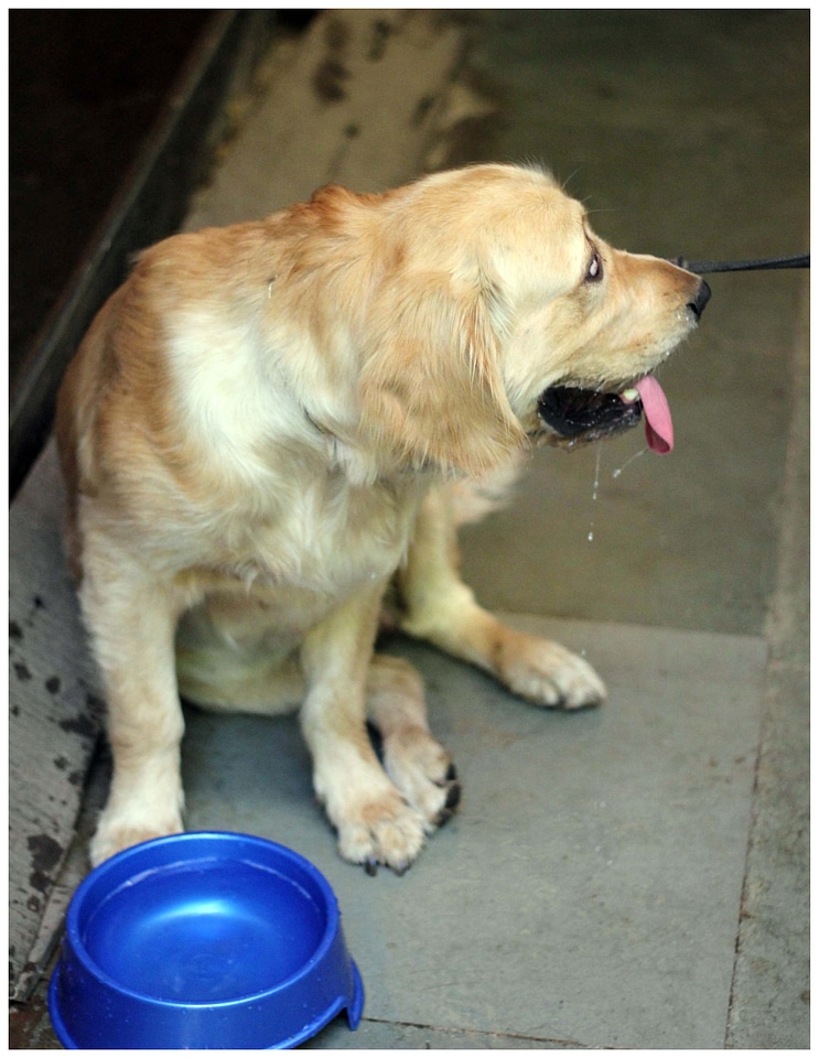 Dog Drinking Water